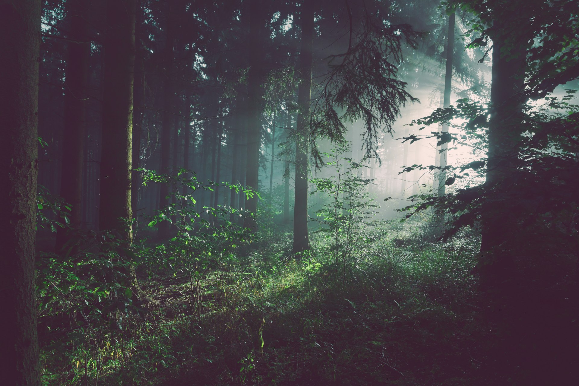 Lush green forest